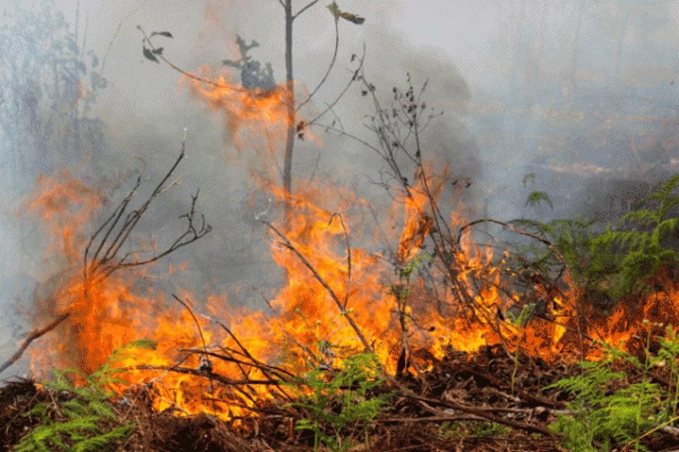 Karhutla 7 Hektare di Rohil, Manggala Agni Kerahkan Tim Tambahan dan Water Bombing