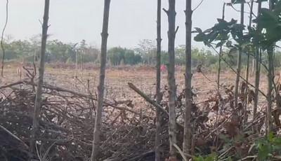 Tambak Udang: Penanganan Kerusakan Menuntut Strategi Penghilangan Tutupan Mangrove sebelum Abrasi Skala lebih besar Menerjang