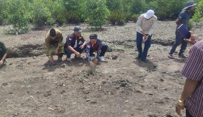 Ketua GRIB Jaya Meranti Lakukan Penanaman Mangrove Jaga Ekosistem Alam 