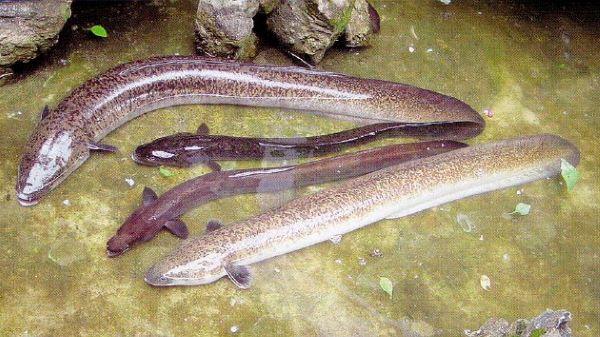 BRIN Ungkap Ikan Sidat Indonesia Miliki Kandungan Omega-3 Tertinggi di Dunia