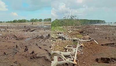 “Akarnya Menahan Badai, Kini Tinggal Nama”, Hilangnya Mangrove Akibat Abrasi di Teluk Papal