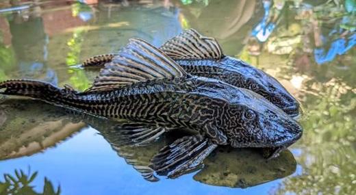 Gizi dan Manfaat Kesehatan Ikan Sapu-Sapu 