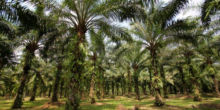 Riau, Penghasil Sawit Terbesar Nasional yang Masih Seperti “Pengemis”