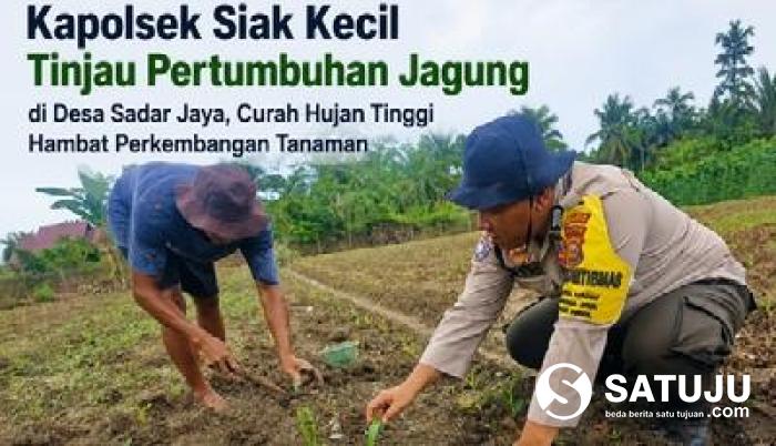 Kapolsek Siak Kecil Tinjau Pertumbuhan Jagung di Desa Sadar Jaya, Curah Hujan Tinggi Hambat Perkembangan Tanaman