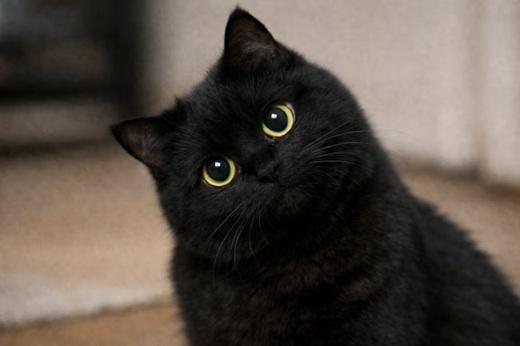 Mengapa Kucing Memilih Orang Favorit? Ini 7 Hal yang Membuat Kucing Lebih Nyaman
