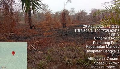 Karhutla di Bengkalis Bongkar Kebun Sawit 4 Hektare di Kawasan Hutan, Polres Tetapkan Tersangka
