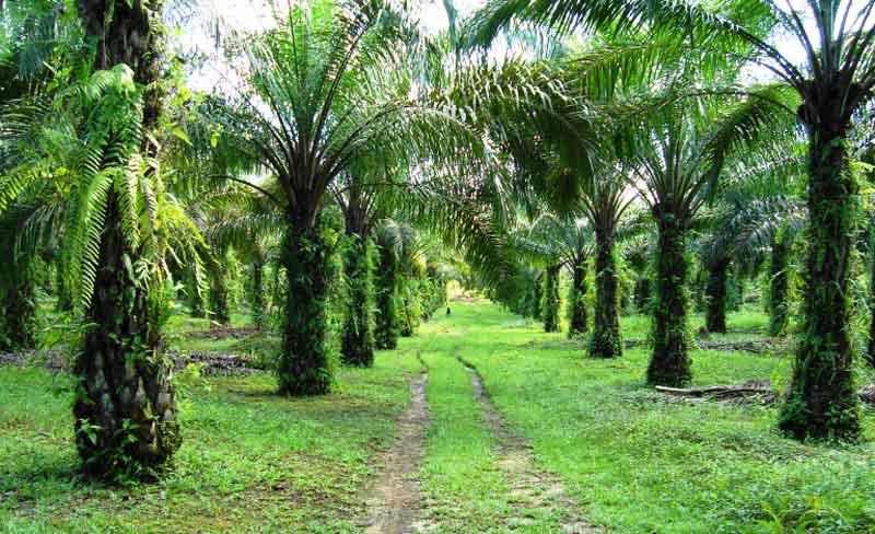 GAPKI Usulkan Kebijakan Biodiesel Sawit Lebih Fleksibel, Ekspor CPO Terancam Turun 4 Juta Ton