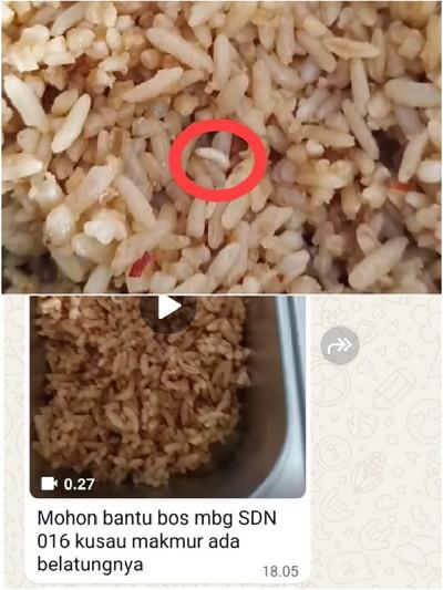 Ini Bukti Video MBG di Kampar: Menu Berbelatung Masih Menggeliat Dihidangkan  ke Siswa SDN 016 Kusau Makmur