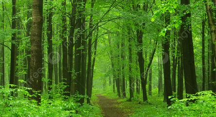 Hijau Alam Indonesia, Tim Jurnalis Metro Group Tergabung di Media Peduli Lingkungan Tanam Pohon