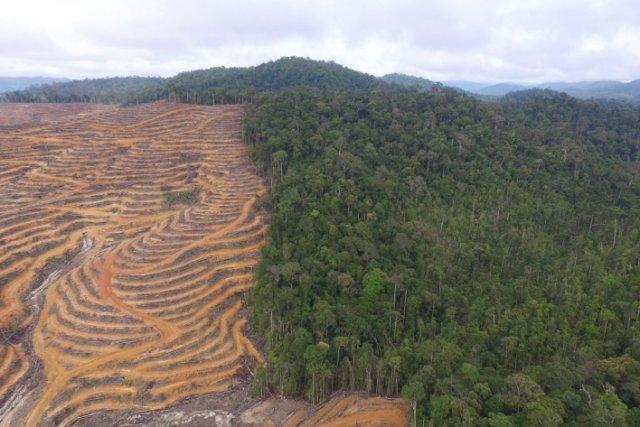 Jaksa Agung Tegaskan Penindakan Sawit dan Tambang Ilegal di Kawasan Hutan