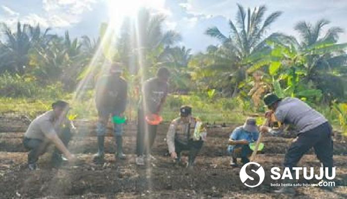 Kapolsek Rangsang Pimpin Penanaman Jagung di Teluk Samak, AKP Gunawan: Bentuk Dukungan Nyata Keterlibatan Polri Program Pemerintah