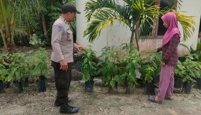 Monitoring Ketahanan Pangan, Polsek Langgam Pantau Kebun Cabai Warga Sotol