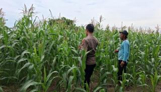 Polsek Rupat Pantau Jagung Pascapemupukan, Antisipasi Hama dan Kemarau
