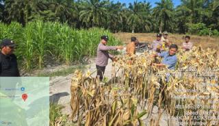 Panen Raya Jagung Bengkalis, Polsek Pinggir Perkuat Ketahanan Pangan Nasional