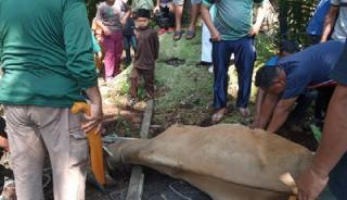 Pembagian Daging Qurban di Desa Muntai Merata ke Seluruh Warga