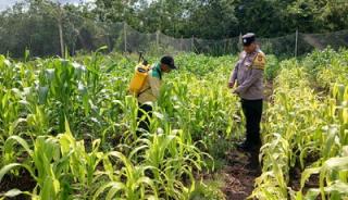 Polres Bengkalis Intensif Rawat Jagung Pipil untuk Dukung Swasembada Pangan