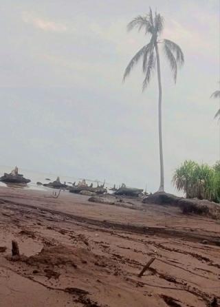 Parah! Abrasi di Pulau Bengkalis, Pohon Kelapa yang Dulu di Daratan Kini Berdiri di Tengah Laut