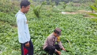 Polisi Kawal Ketahanan Pangan dari Lahan Semangka