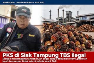 TBS dari Veron Tak Berizin Mengalir ke PKS di Siak, Pengawasan Dipertanyakan
