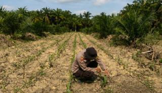Polsek Mandau Kelola 29 Hektar Lahan Jagung Dukung Ketahanan Pangan