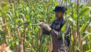 Polsek Rupat Kawal Lahan Jagung Produktif di Bengkalis, Begini Kata Kapolres