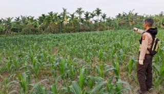 Polsek Rupat Kawal Ketahanan Pangan, Cek Lahan Jagung Warga