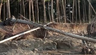 Laju Abrasi di Pulau Bengkalis Ancam Kebun Warga, "Kemana Kami Mengadu?"