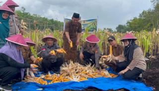 Panen Raya Jagung Bantan Hasilkan 2 Ton, Polres Bengkalis Dukung Swasembada Pangan