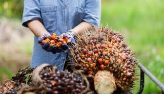 Harga Sawit di Riau Terus Merosot