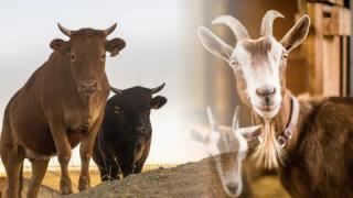 Jadi Amalan yang Paling Dicintai Allah, Hewan Kurban Akan Datangi Pemiliknya di Hari Kiamat