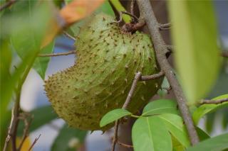 Kaya Nutrisi, Ini Cara Menanam dan Merawat Sirsak agar Panen Maksimal