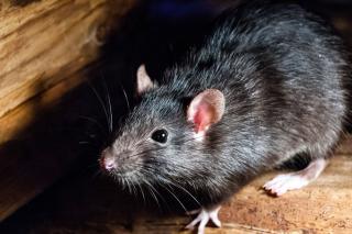 Benarkah Kamper Ampuh Usir Tikus dari Rumah? Ini Penjelasan Pakar dan Alternatifnya