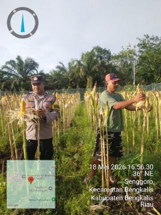 Polsek Bengkalis Kawal Perawatan Jagung Pipil untuk Swasembada Pangan