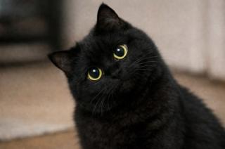Mengapa Kucing Memilih Orang Favorit? Ini 7 Hal yang Membuat Kucing Lebih Nyaman