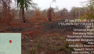 Karhutla di Bengkalis Bongkar Kebun Sawit 4 Hektare di Kawasan Hutan, Polres Tetapkan Tersangka