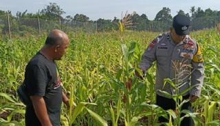 Polsek Bengkalis Kawal Ketahanan Pangan, Jagung Pipil Siap Panen Agustus