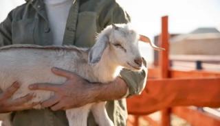 Untuk Mulia Ternyata tidak perlu Harta Berlimpah, Ini Kisah Kurban yang Menyentuh Hati