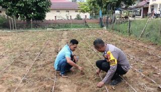 Polsek Rokan IV Koto Pantau Jagung Demi Swasembada Pangan