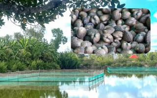 Model Budidaya Tiga Tahap Dongkrak Panen Kerang Darah Petani Cai Nuoc