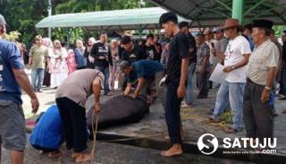 7 Hewan Qurban Disembelih di Masjid Al-Mubarak Senggoro, Satu Sapi dari Ketua DPRD Bengkalis