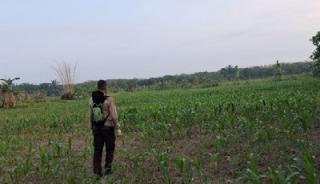 Ketahanan Pangan Polsek Rupat Diperkuat, Lahan Jagung Petani Bengkalis Dipantau