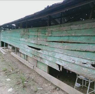Sekolah Kayu Reot di Talang Muandau Bengkalis Disorot, Bupati Kasmarni Pastikan Rehabilitasi Dianggarkan